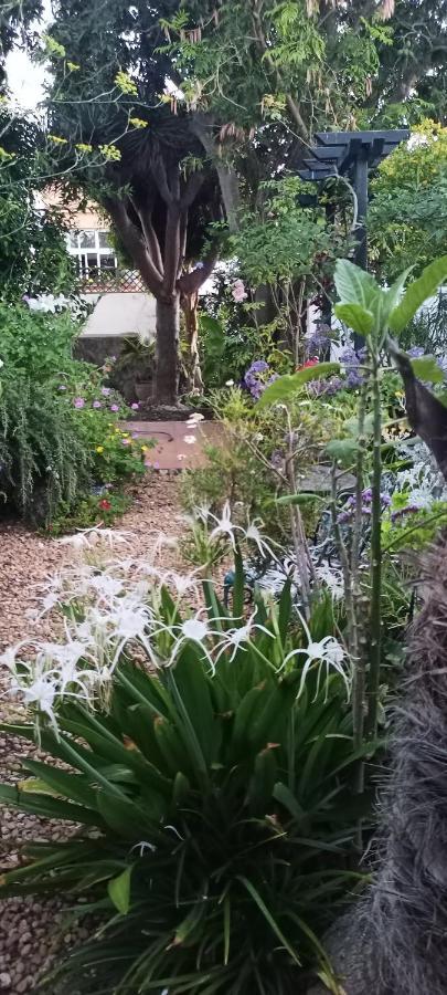 Casa Flora Garden Studio Sauzal Bagian luar foto