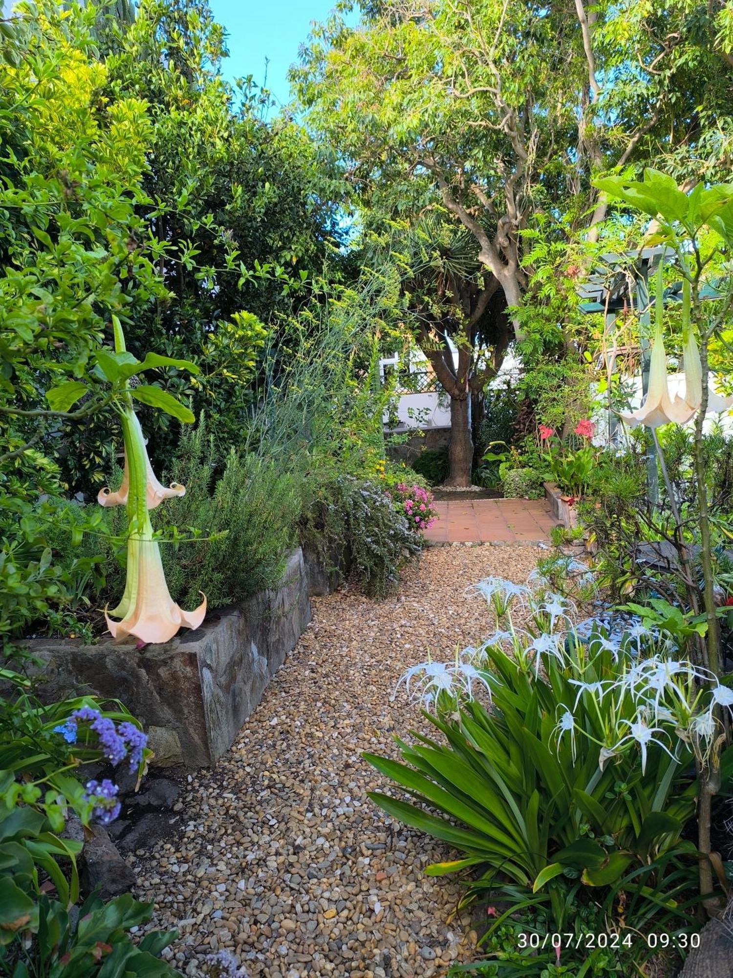 Casa Flora Garden Studio Sauzal Bagian luar foto